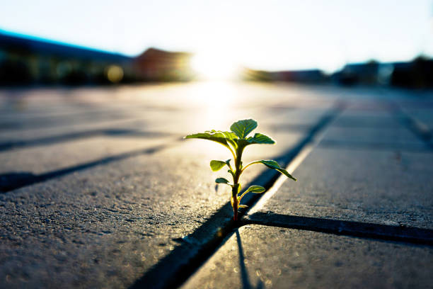 Plant growing inside a road's cracks